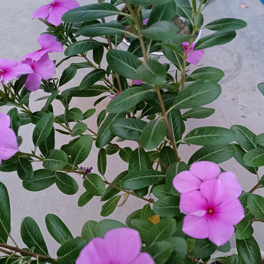 春暖花🌸开