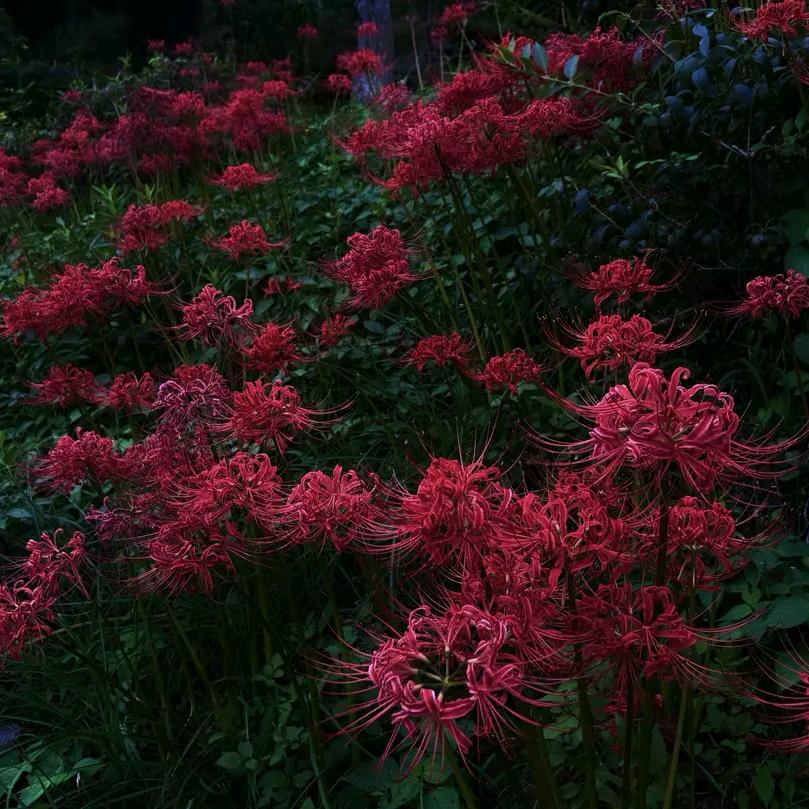 AAA 专业套狗常师傅