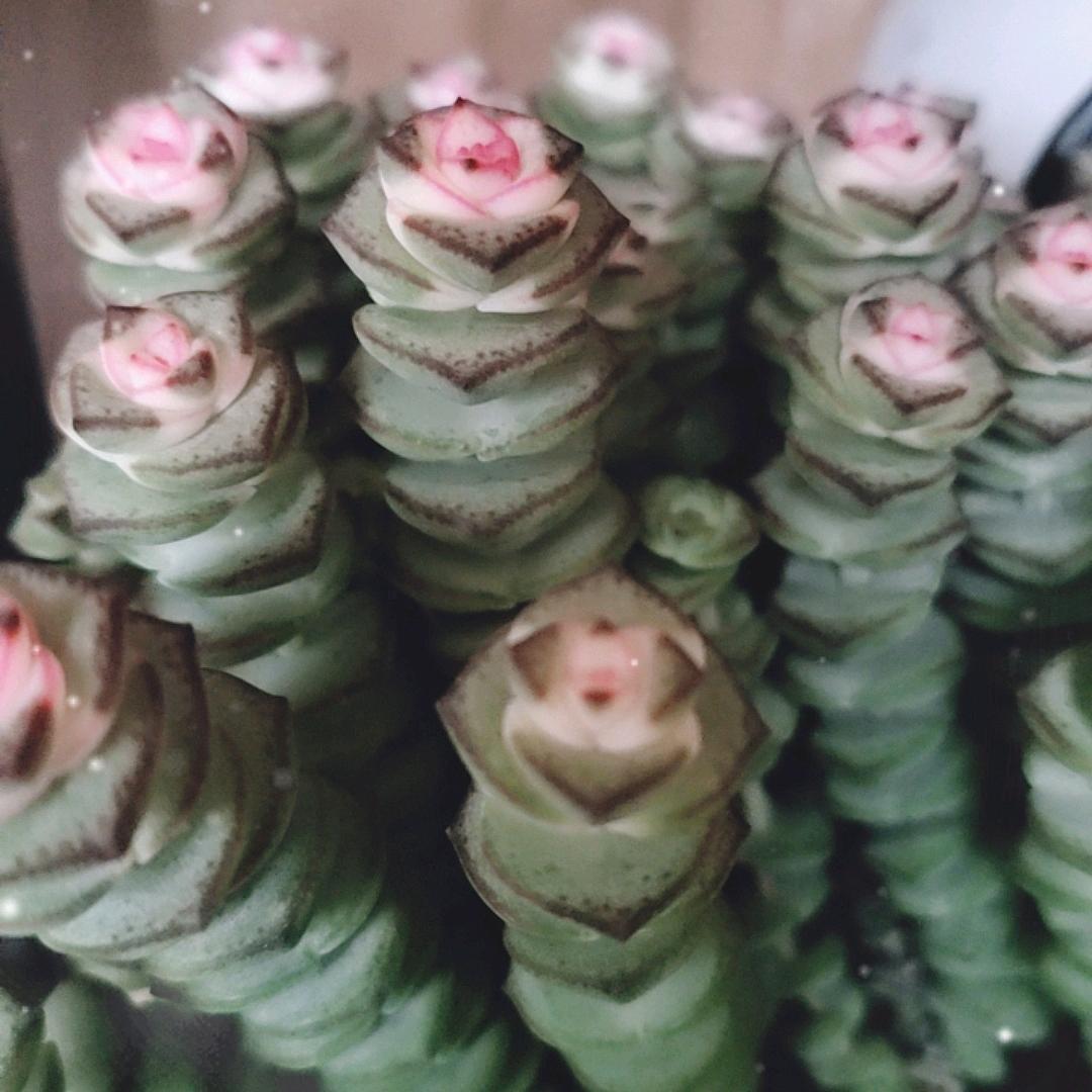 菊