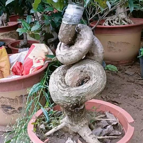 诚信哥47878925412