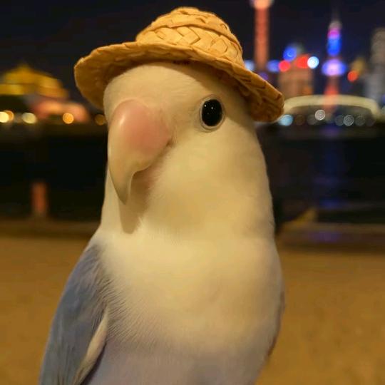 万蓝（三角洲行动）