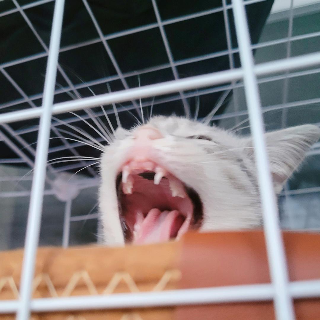 猫