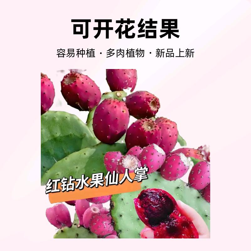 人参果金林种植农场