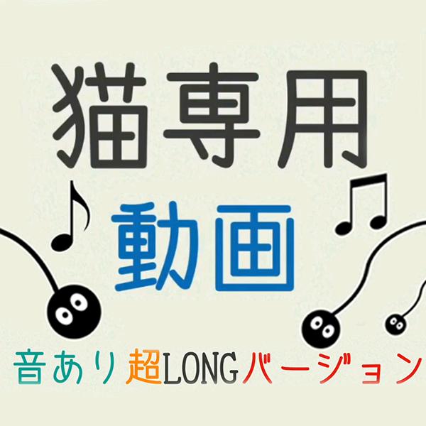 小猫咪看电视