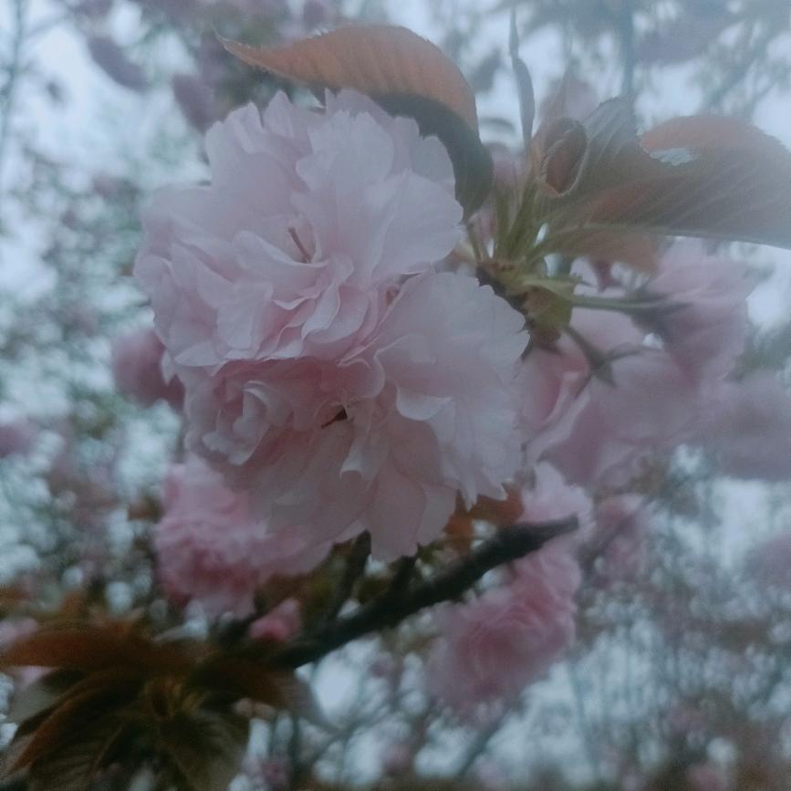 🥀错把এ᭄敷衍ꦿ当💔承诺ོ࿐ᩚ