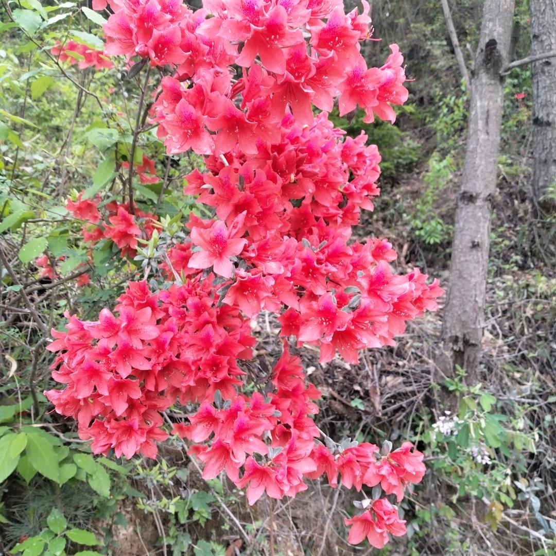 明天更好