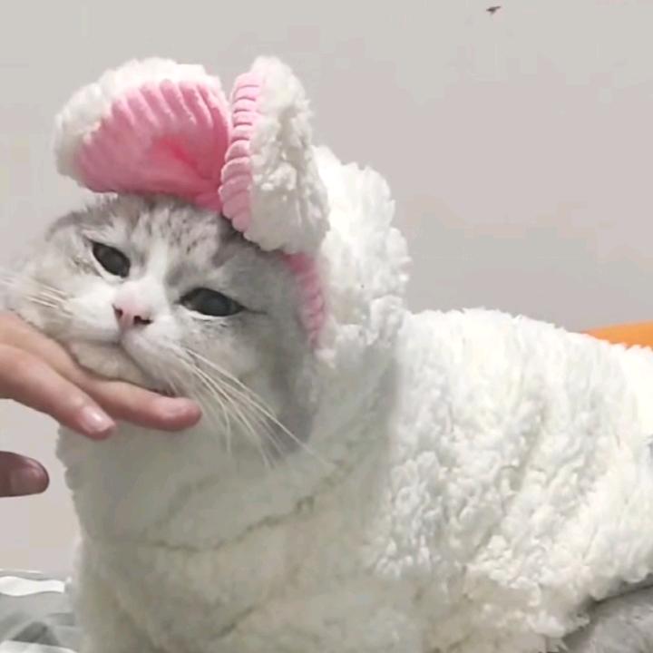 呆呆猫