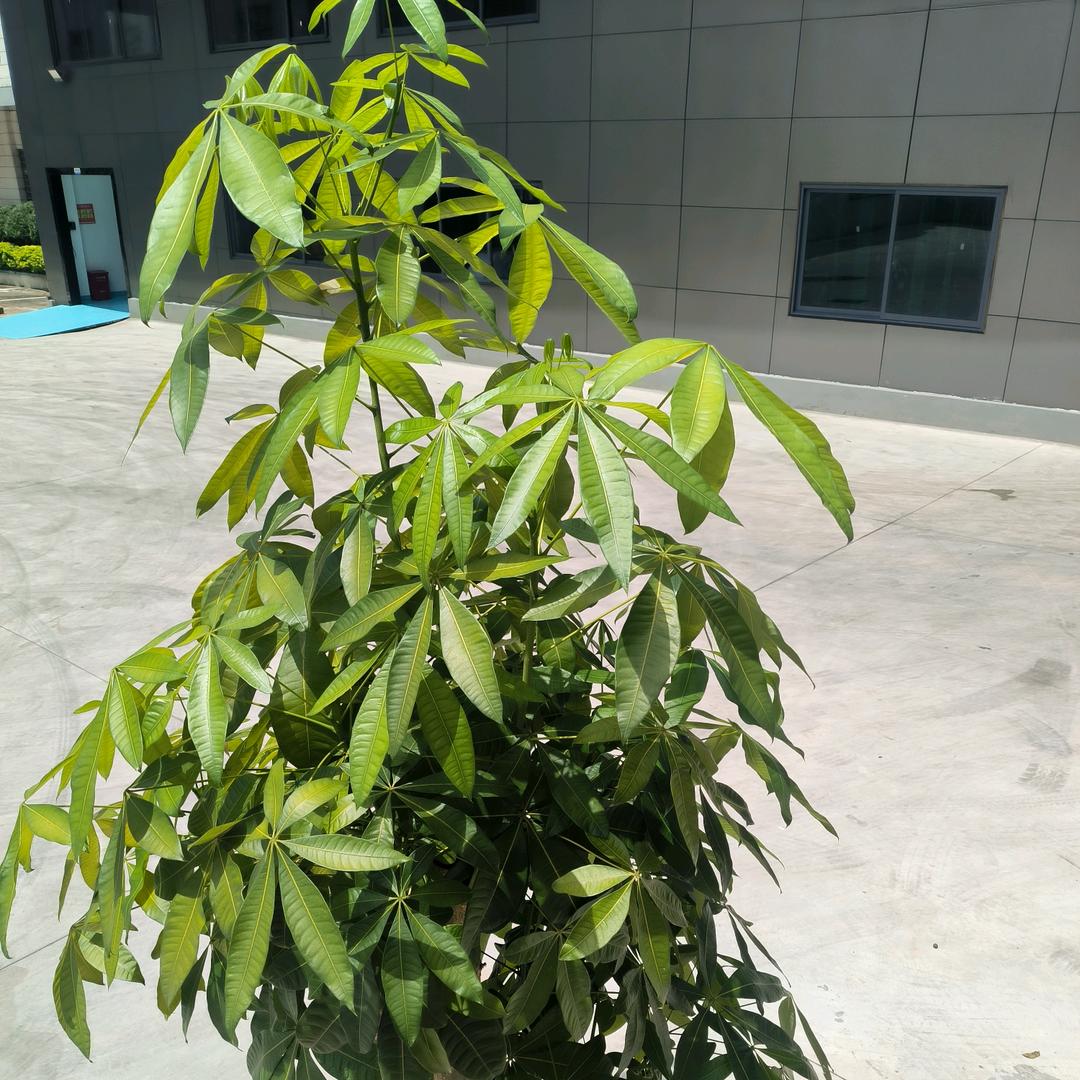 富儿