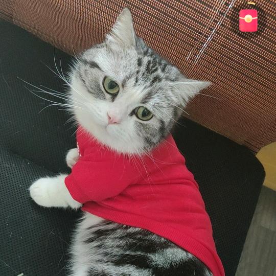 萱萱要奋起