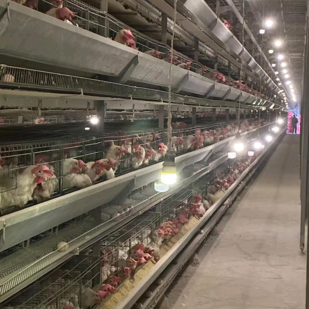 南充鸡蛋批发～蛋哥