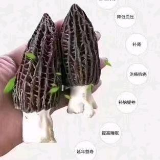 羊肚菌高产种植技术