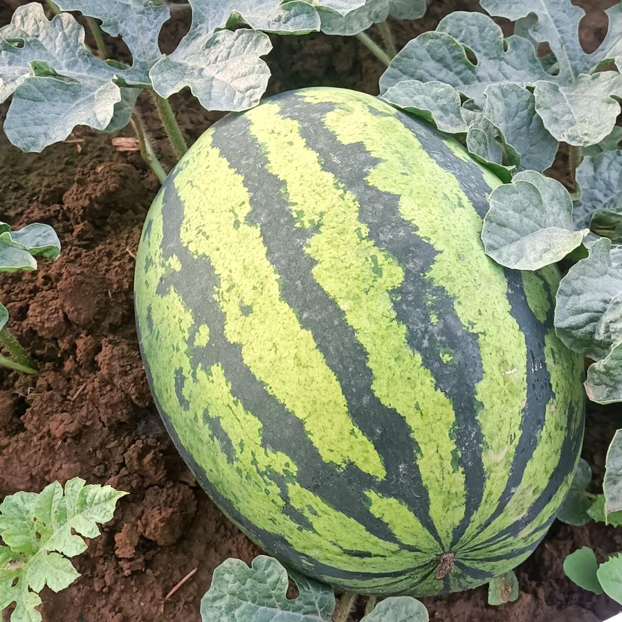 西瓜。蔬菜。桃子。绿色食品。代办