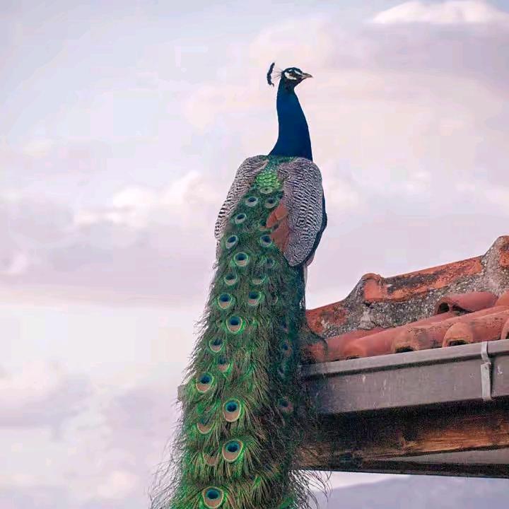 房姐