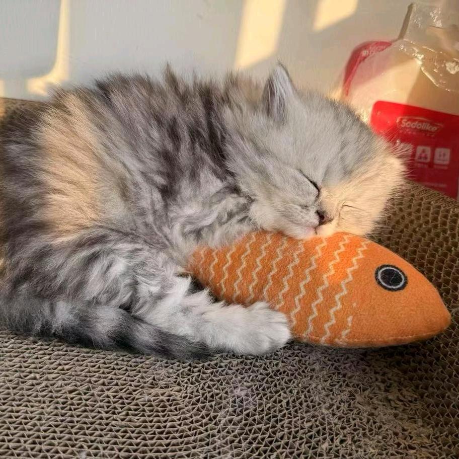 叮当拉屎不擦腚