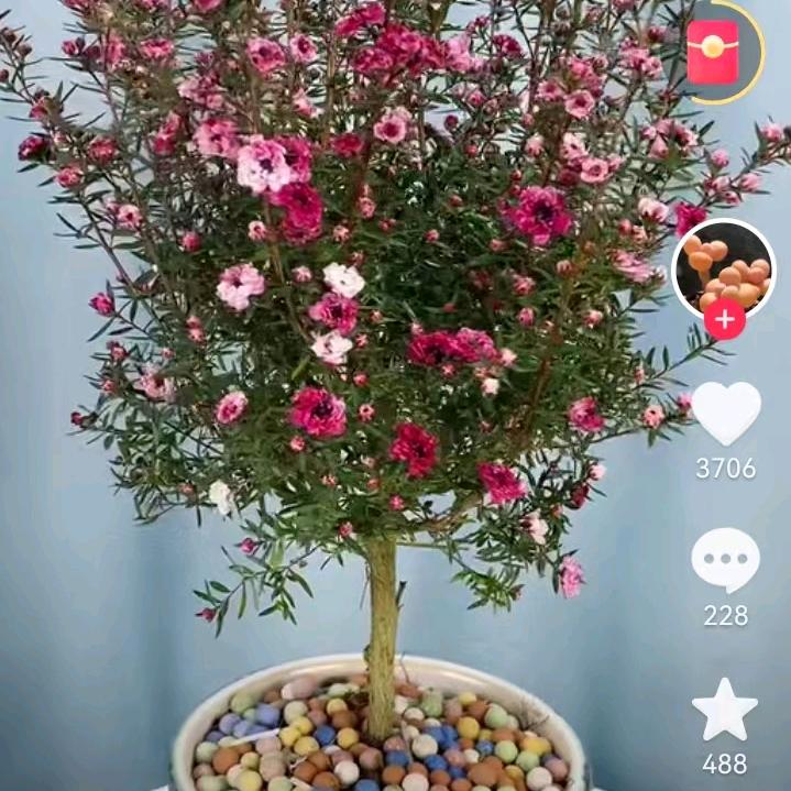 风风光光
