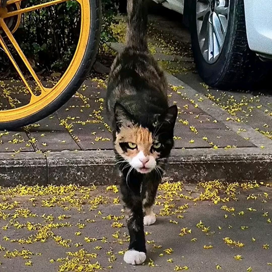 容嬷嬷不爱穿kc