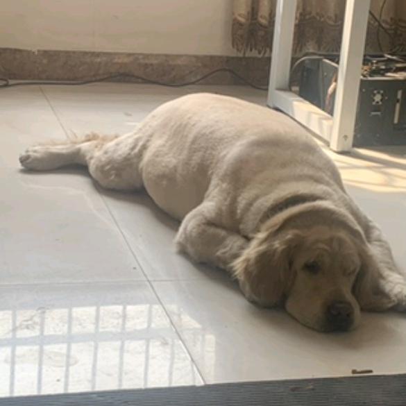 购销五指毛桃土茯苓甲鱼黄鳝牛大力草寇阿坤