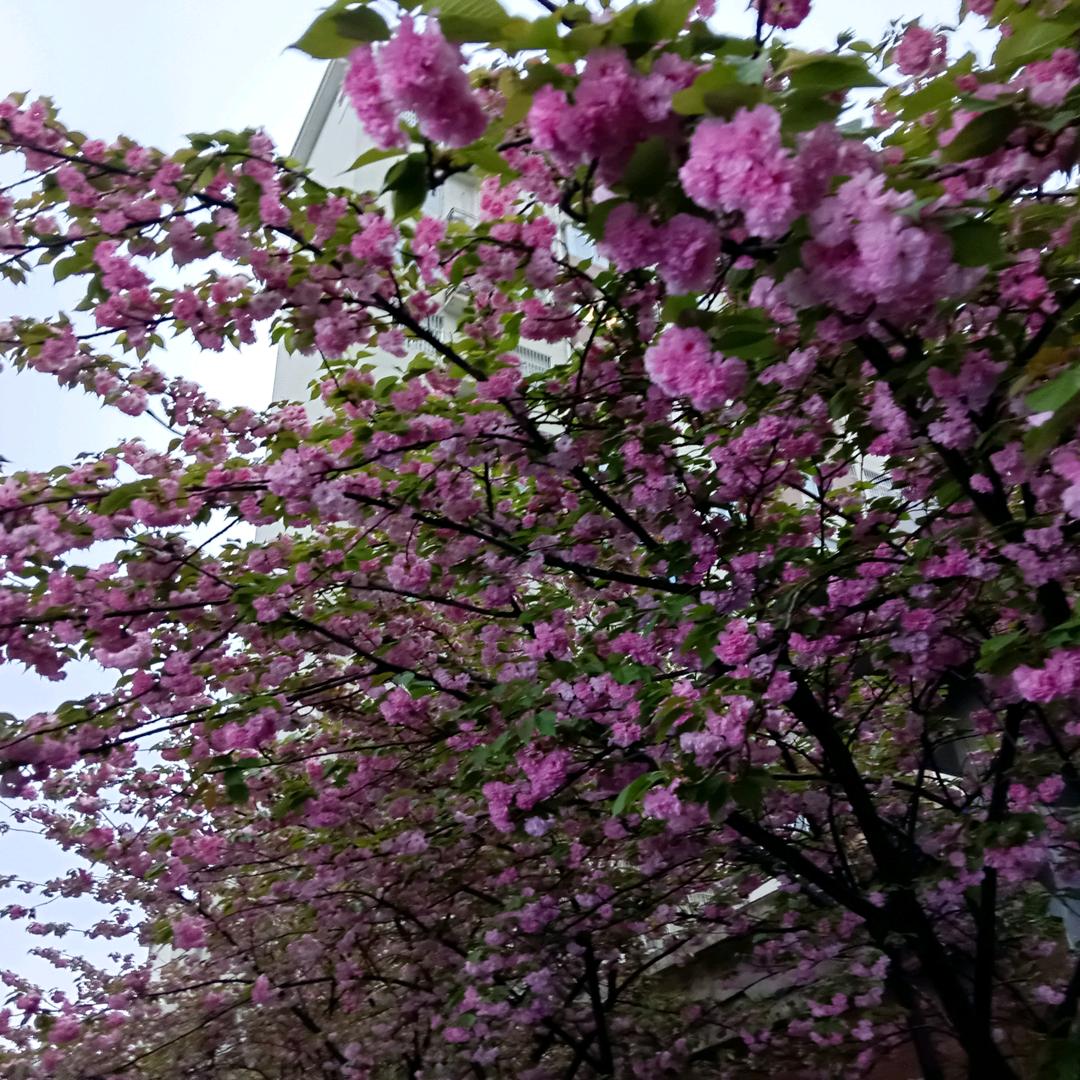 蜂蜜柚子茶