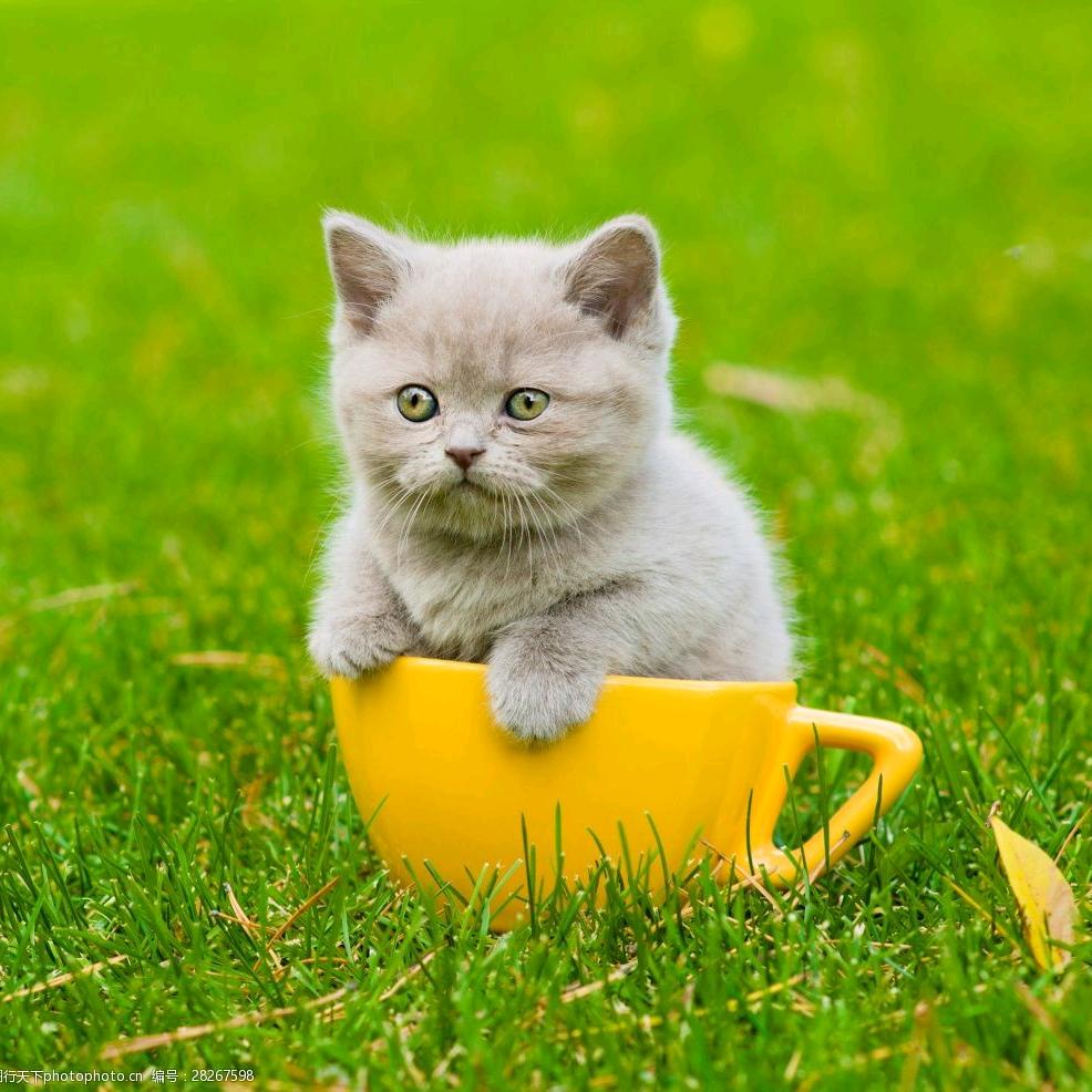 ท้องฟ้าแจ่มใส