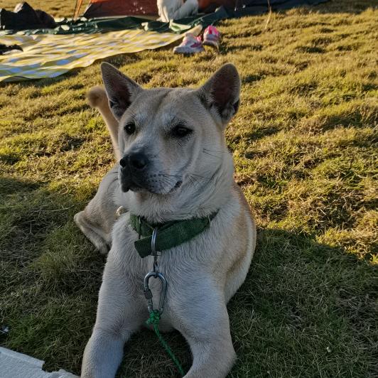 爱犬…《从江土猎》