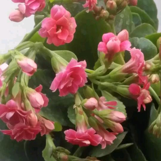 花开花落