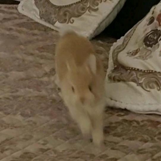 网恋奔现被砍37刀