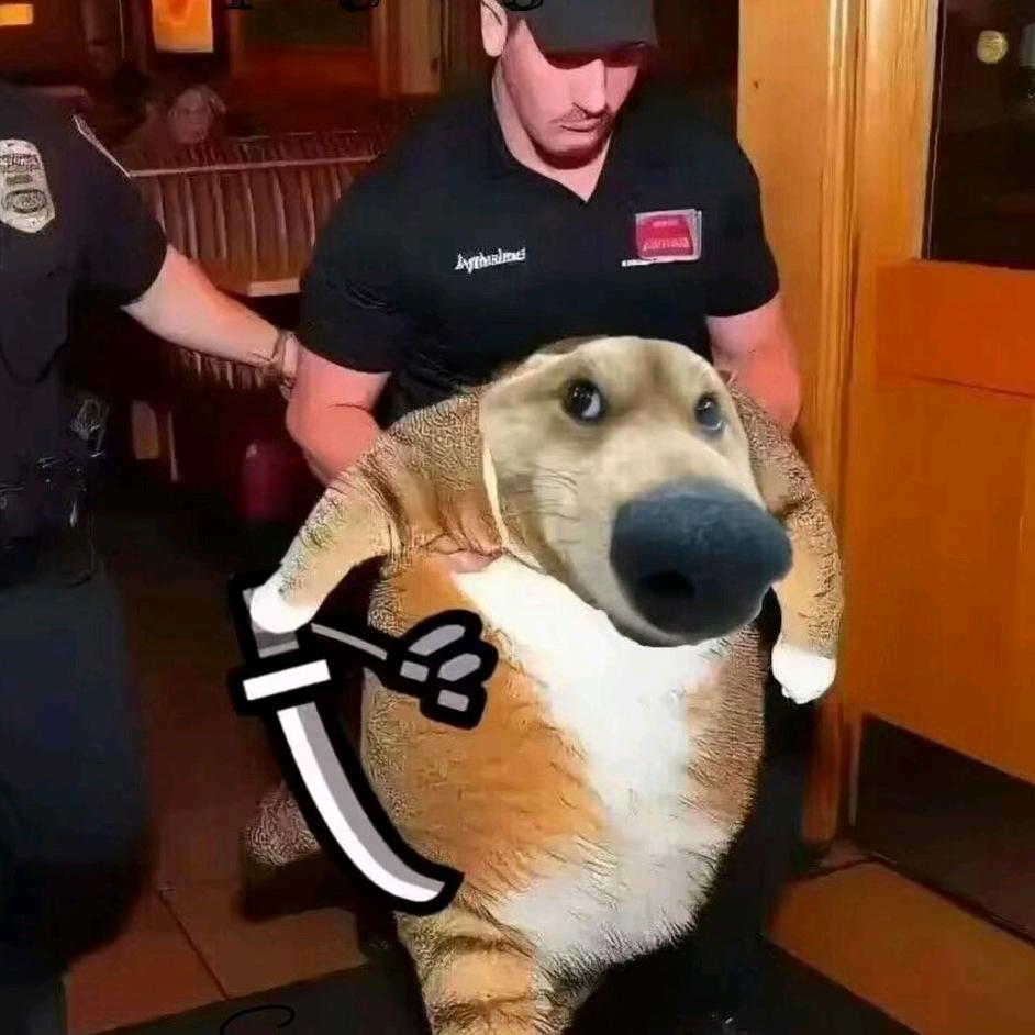 猫饭硬吃