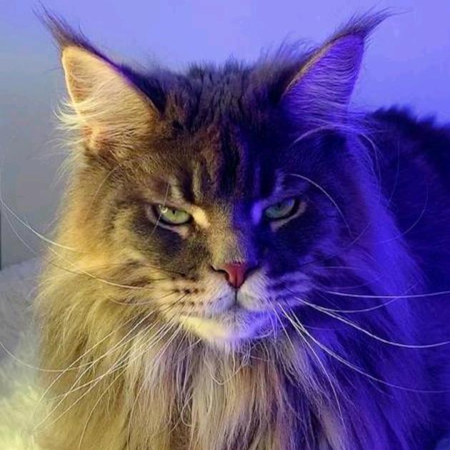 Super猫总严选