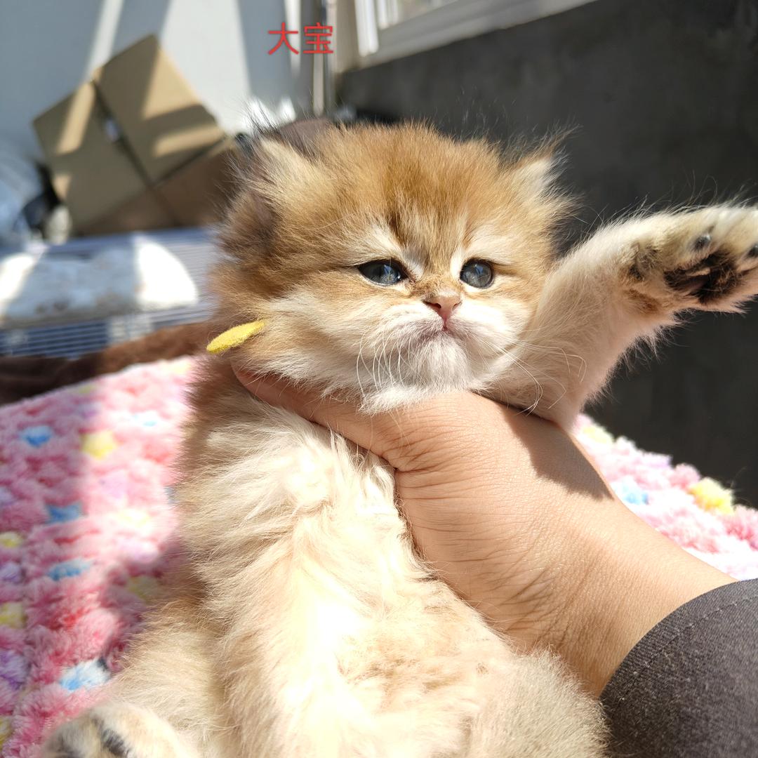 悦猫JoyCat