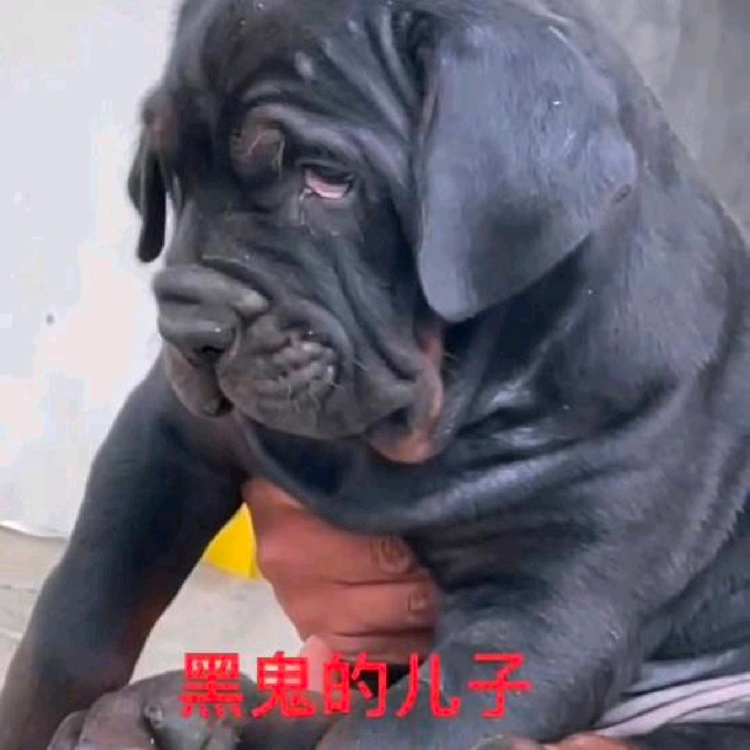 苏联红19109673218