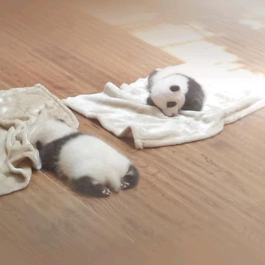 终是庄周梦了蝶