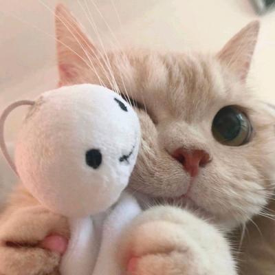 小小猫(´∀｀)♡