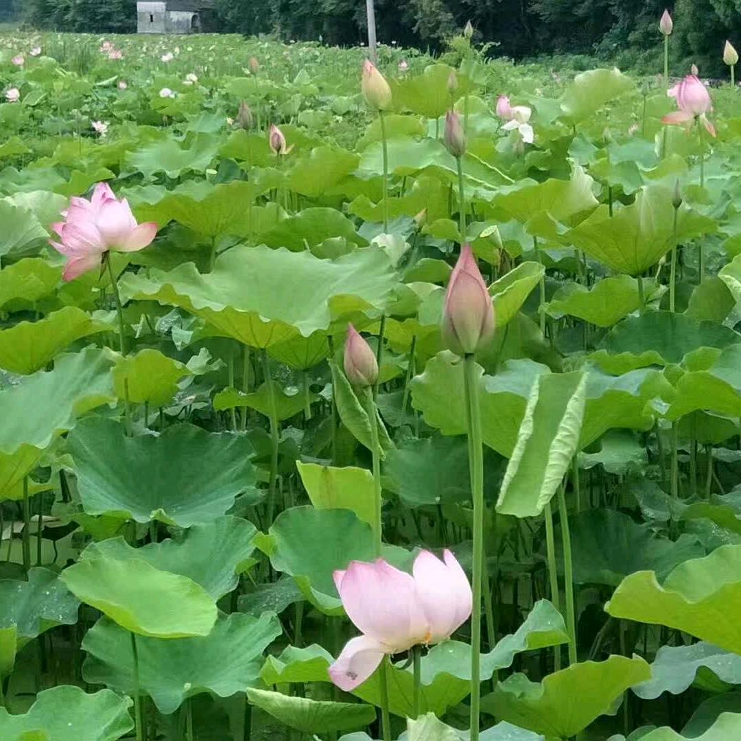 心灵花园