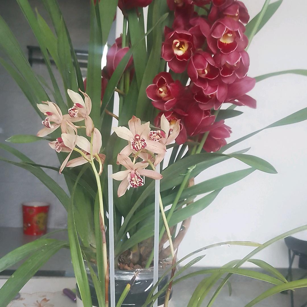 阿芬