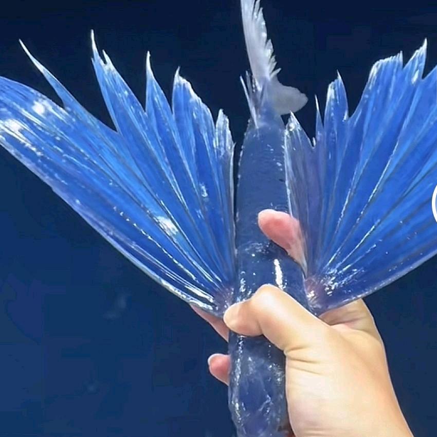 花🌸非花，雾非雾