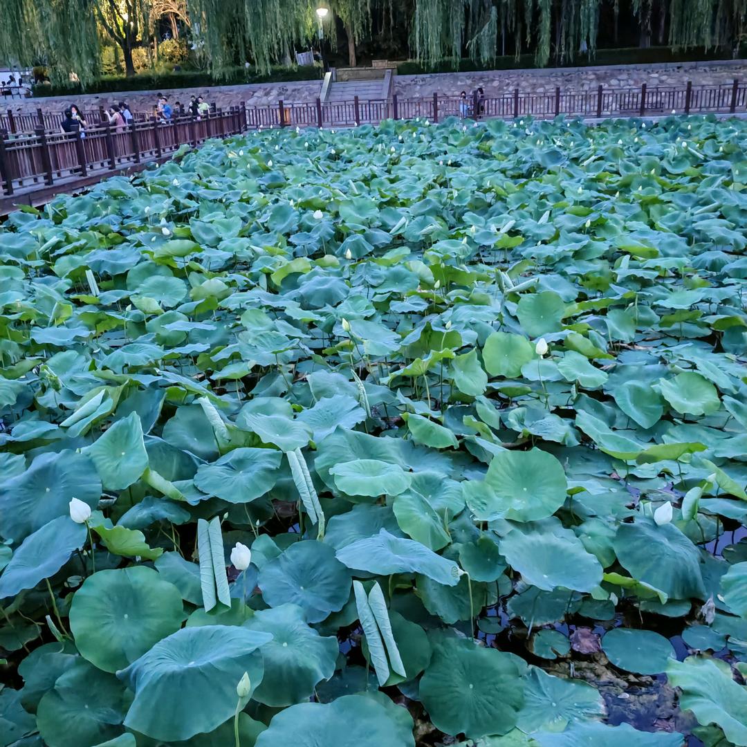 梧桐果