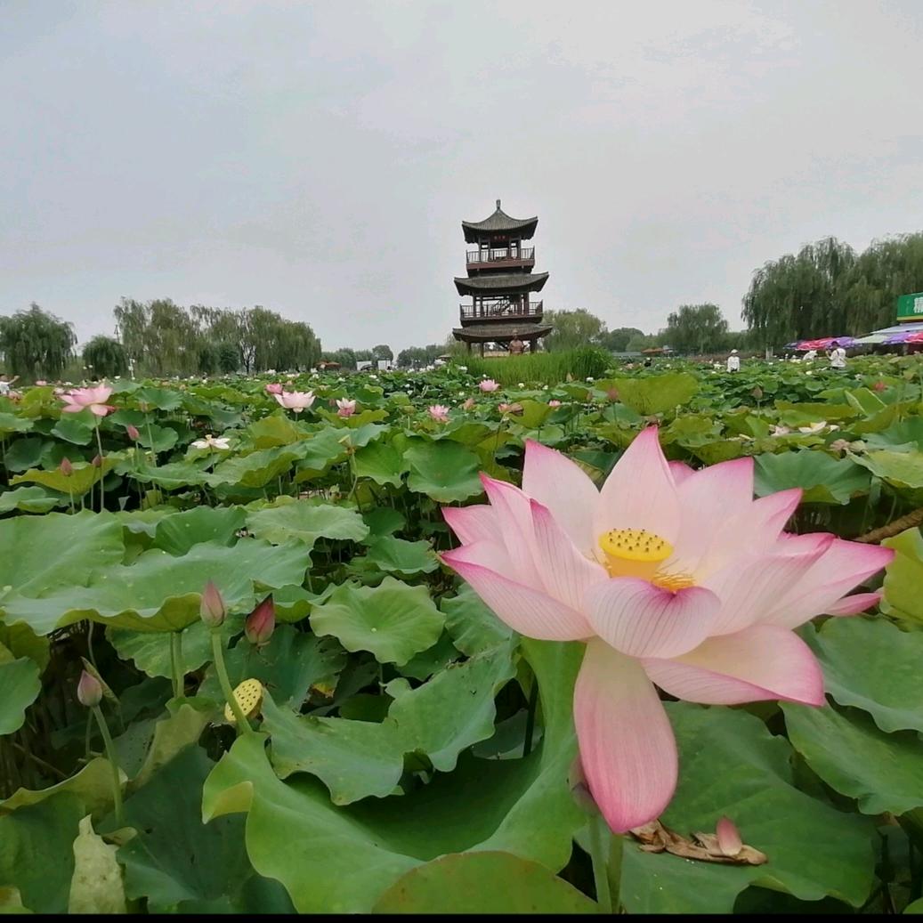 叶知寒