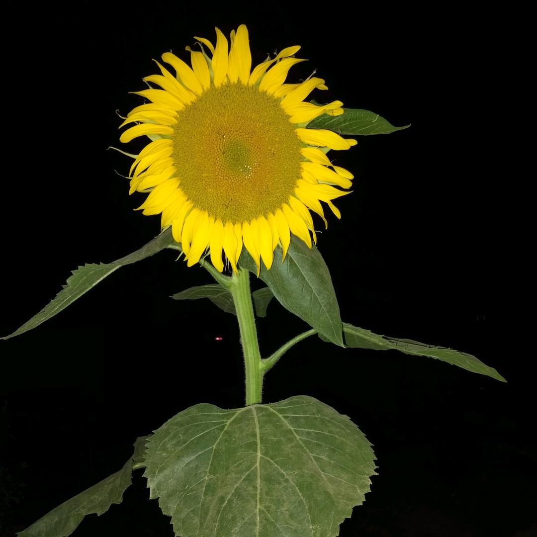 💘孟婆.来碗豆浆💘