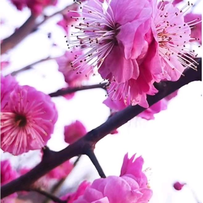 梅