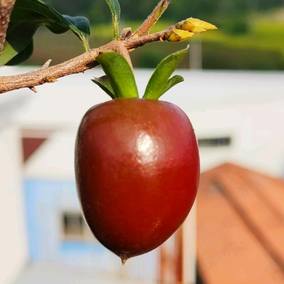 老鸦柿（八哥）盆景园艺
