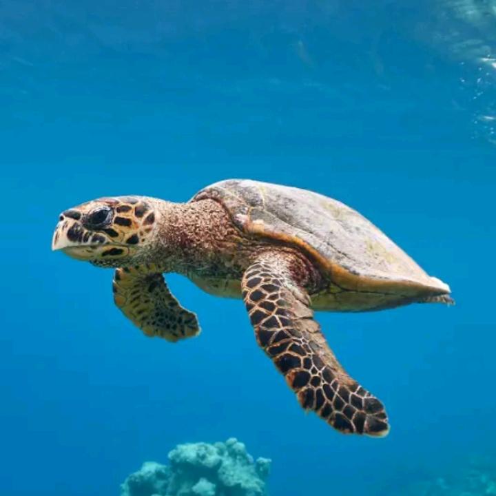 半生琉璃半生伤