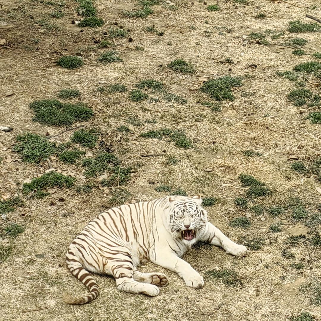 绿色养殖人—印记