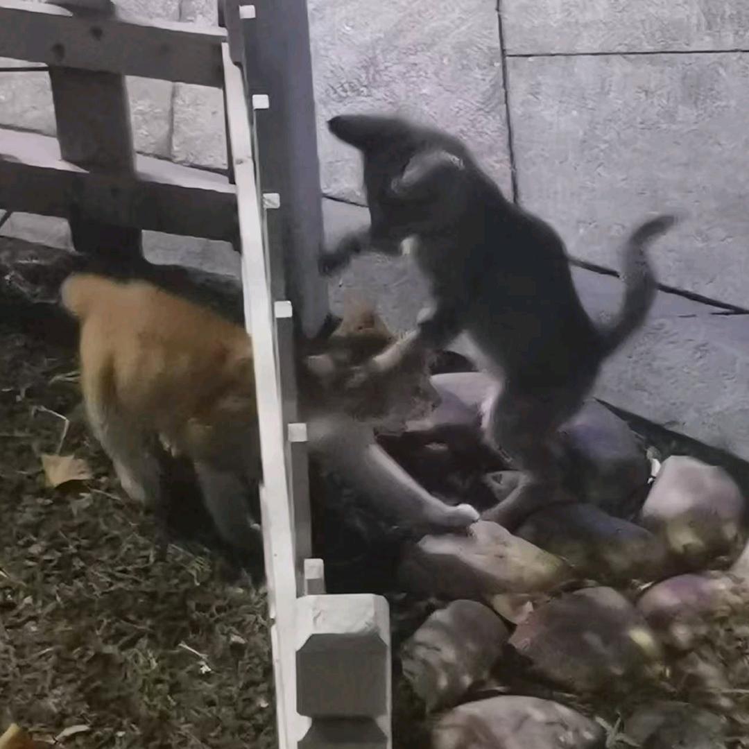 人类离不开猫咪