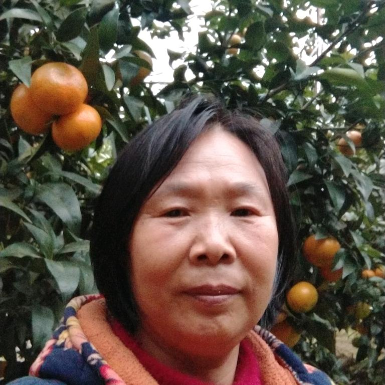 五合新乐邱邱有耙耙柑爱嫒沃柑杏李种植
