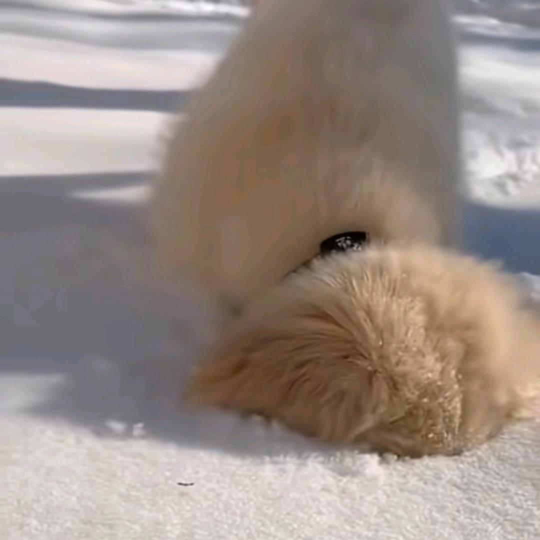 加勒比海盗🏴‍☠️