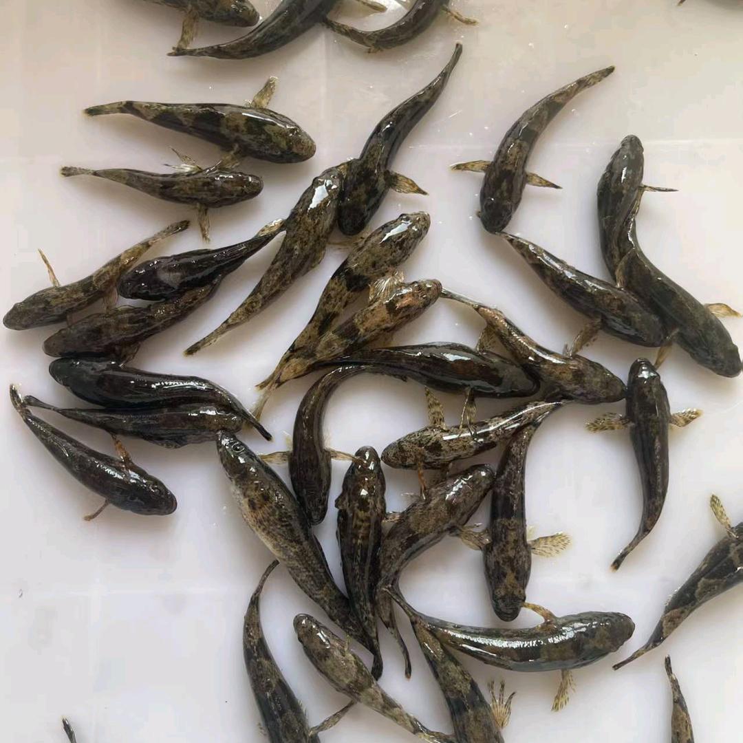 浙江衢州虎头鲨呆子鱼养殖