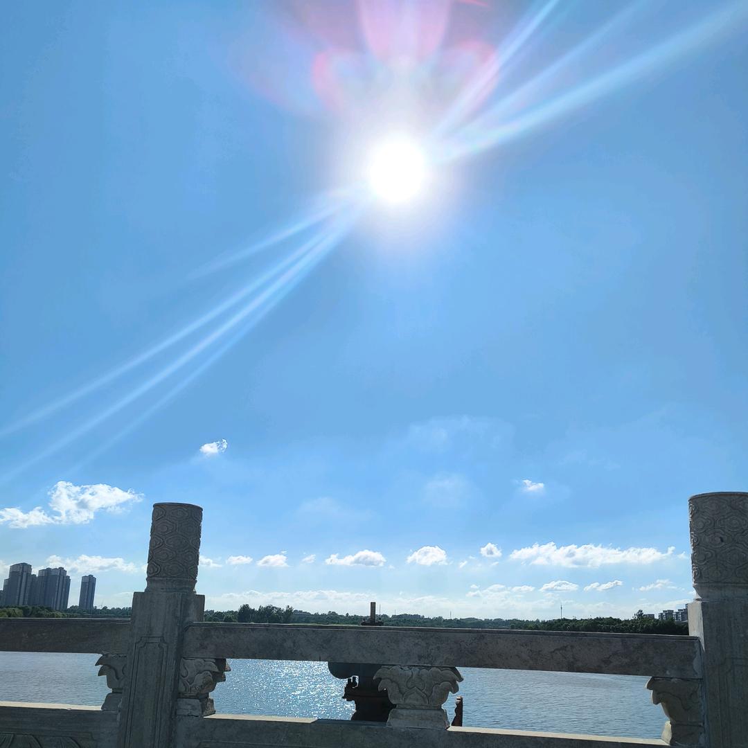 胖毛赛鸽