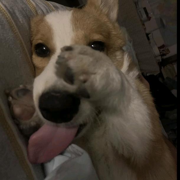 一只英勇的粉象🐘