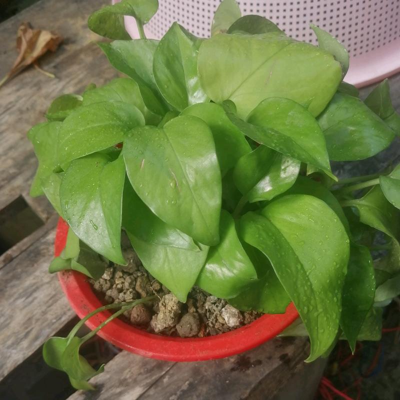 红尘中遇见大芒果