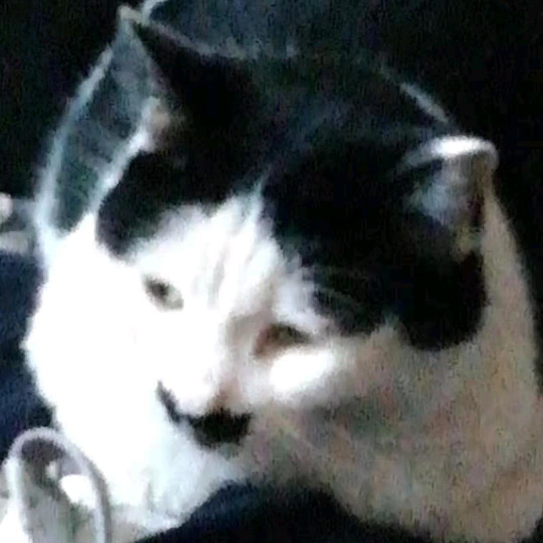 店长是只猫